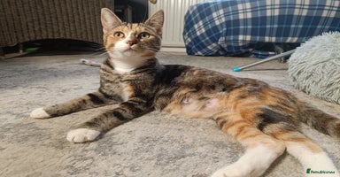 Mixed Breed cats - Advert 3