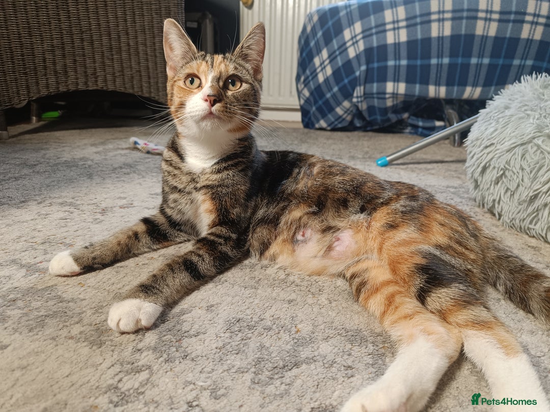 Mixed Breed cats for sale: Calico Mum, Tabby Dad kittens for sale - Image 2