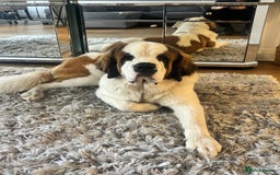 Saint Bernard dogs for sale: Gorgeous 1 Year old Saint Bernard - Image 1