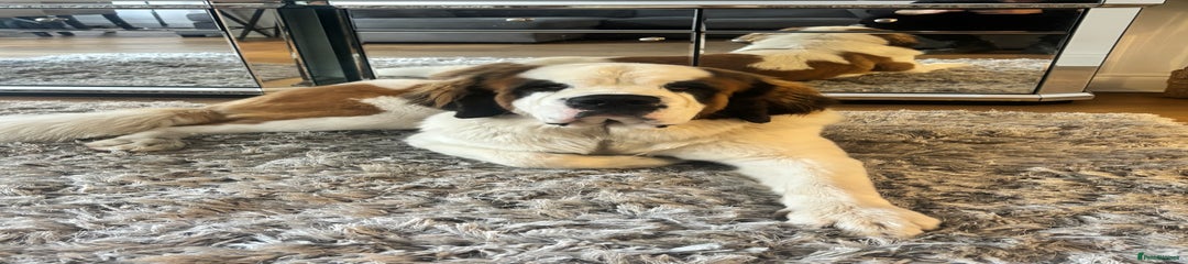 Saint Bernard Puppy 1
