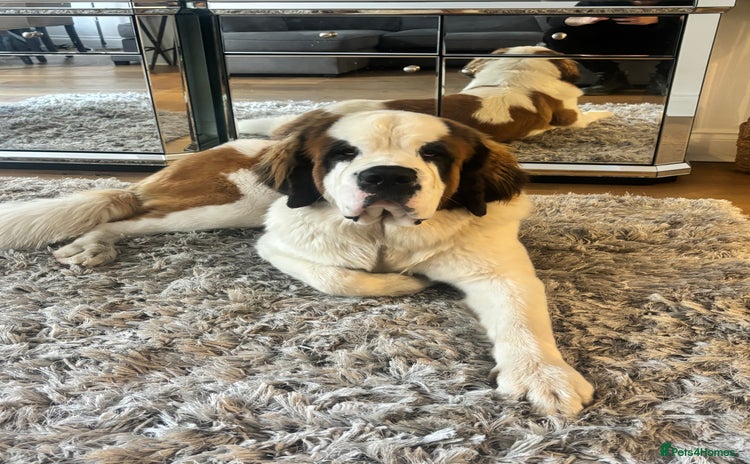 Saint Bernard dogs - Advert 1