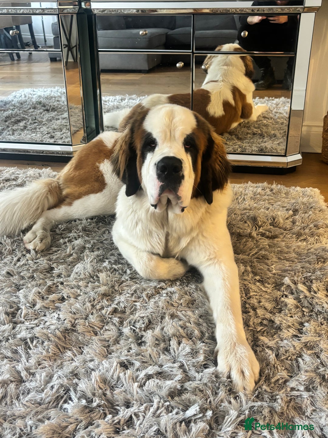Saint Bernard dogs for sale: Gorgeous 1 Year old Saint Bernard - Image 1