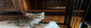 Bengal 1
