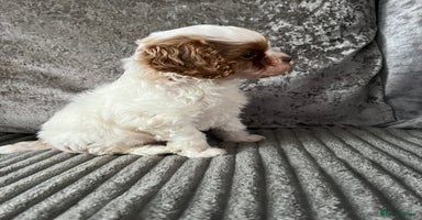 Cavapoo dogs - Advert 3