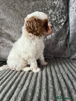 Cavapoo dogs - Advert 16