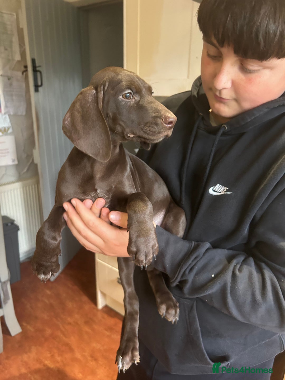 German Shorthaired Pointer dogs for sale: German Shorthaired Pointer Puppies - Image 8