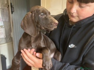 German Shorthaired Pointer dogs - Advert 2