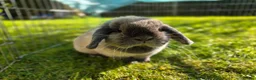 Mini Lop rabbits for sale: Lovely mini lop female  - Advert 2