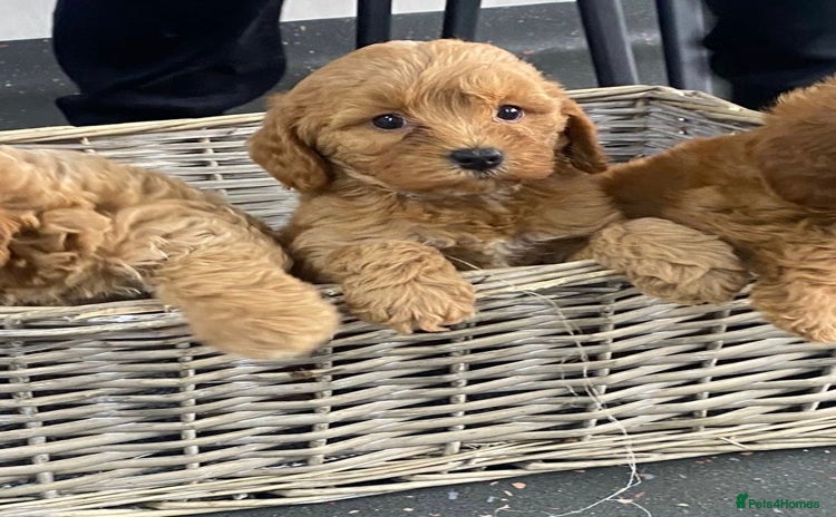 Cavapoo dogs - Advert 11