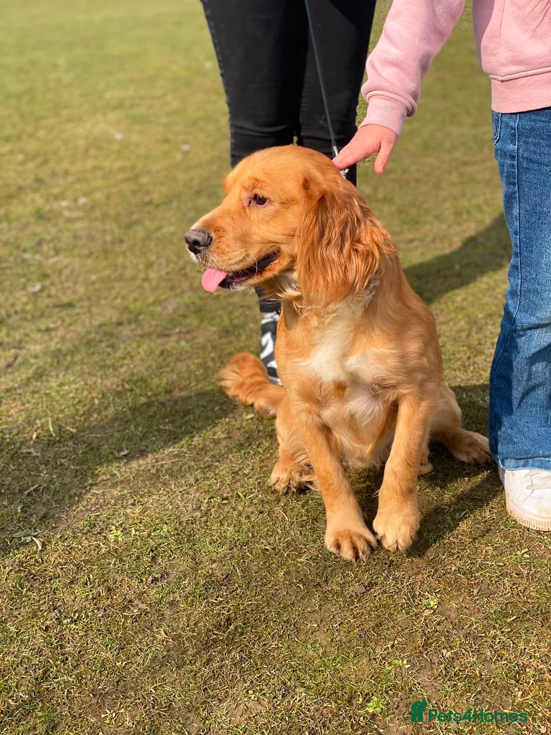 Cocker Spaniel dogs for sale: Cocker spaniels puppies***** - Advert 2