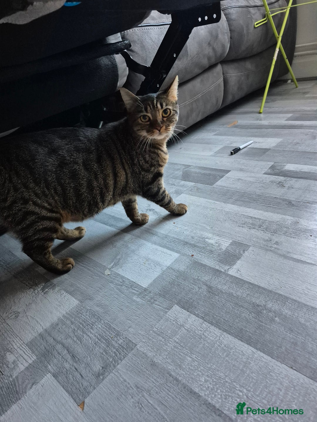 Mixed Breed cats for sale: Victor Looking for his forever home!  - Advert 5