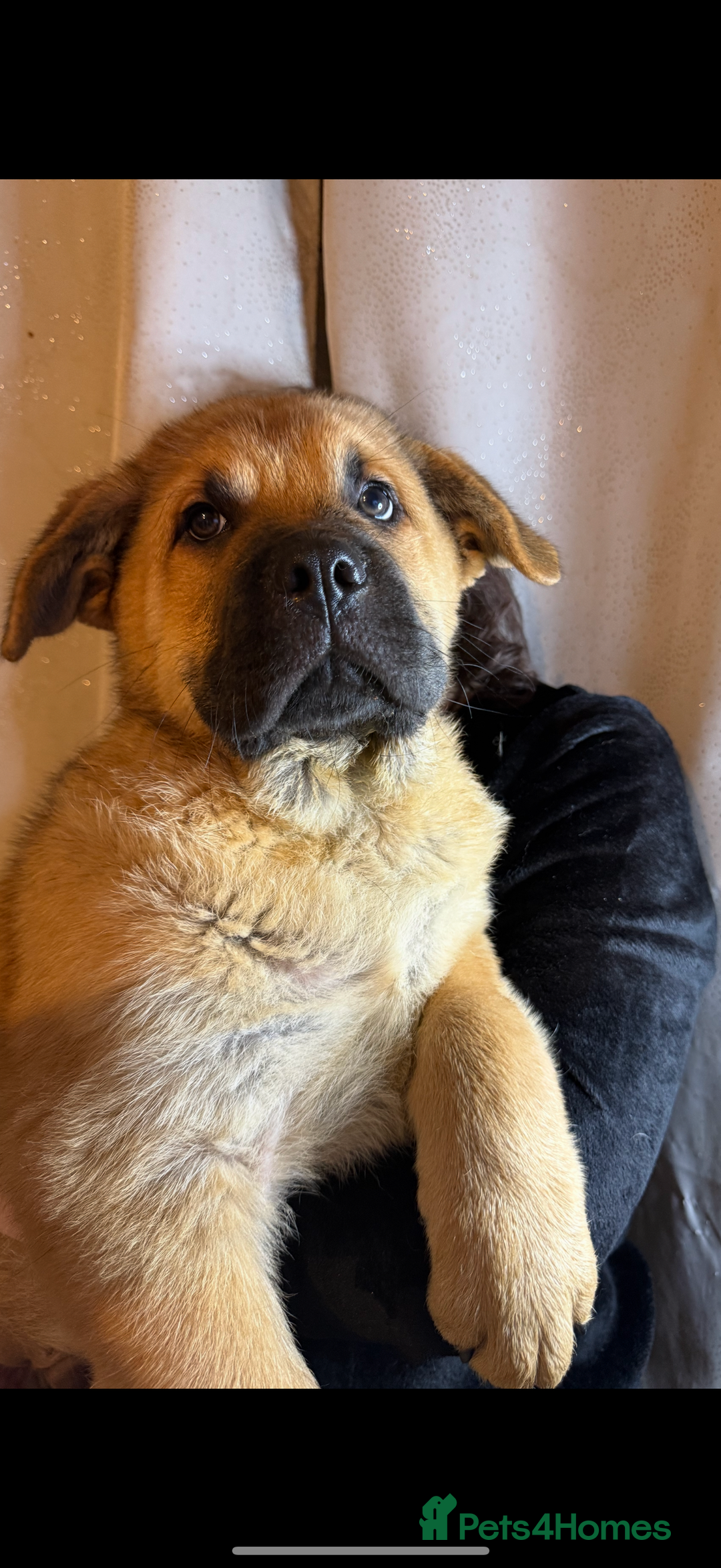 Mixed Breed dogs for sale: Beautiful chow x Newfoundland puppies - Advert 20