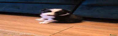 Border Collie 7