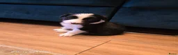 Border Collie dogs for sale: BORDER COLLIE PUPPIES – BEAUTIFUL LITTER OF 9  in Wishaw - Advert 7