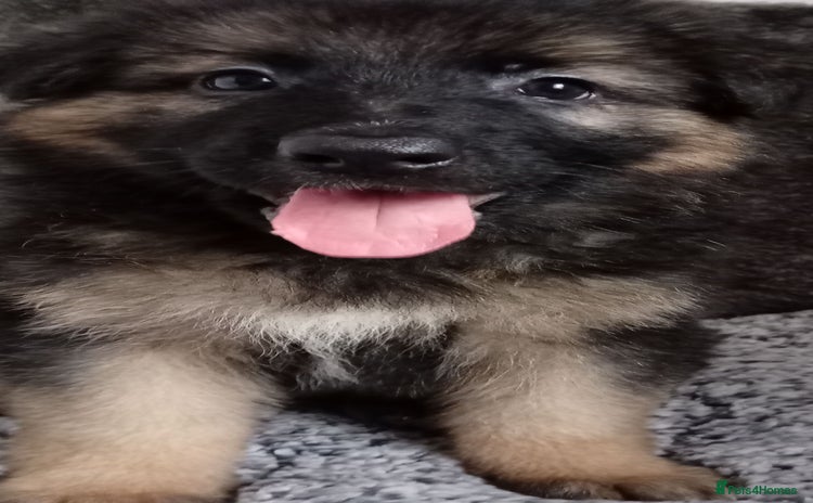 German Shepherd dogs - Advert 1
