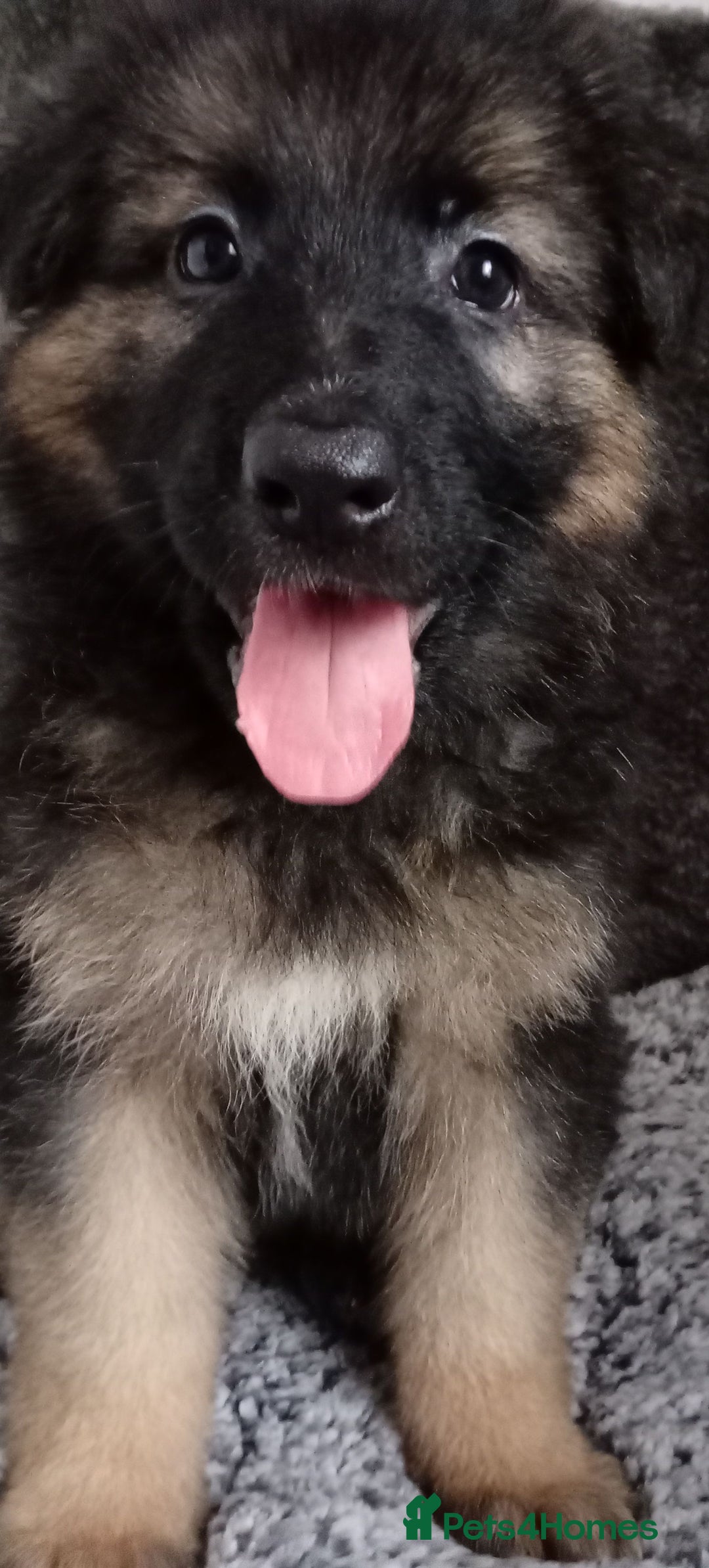 German Shepherd dogs for sale: Long haired German shepherds  - Image 1