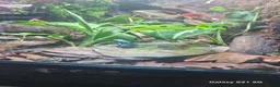 Frog reptiles for sale: Auratus microspot poison dartfrogs  in Lowestoft - Advert 4