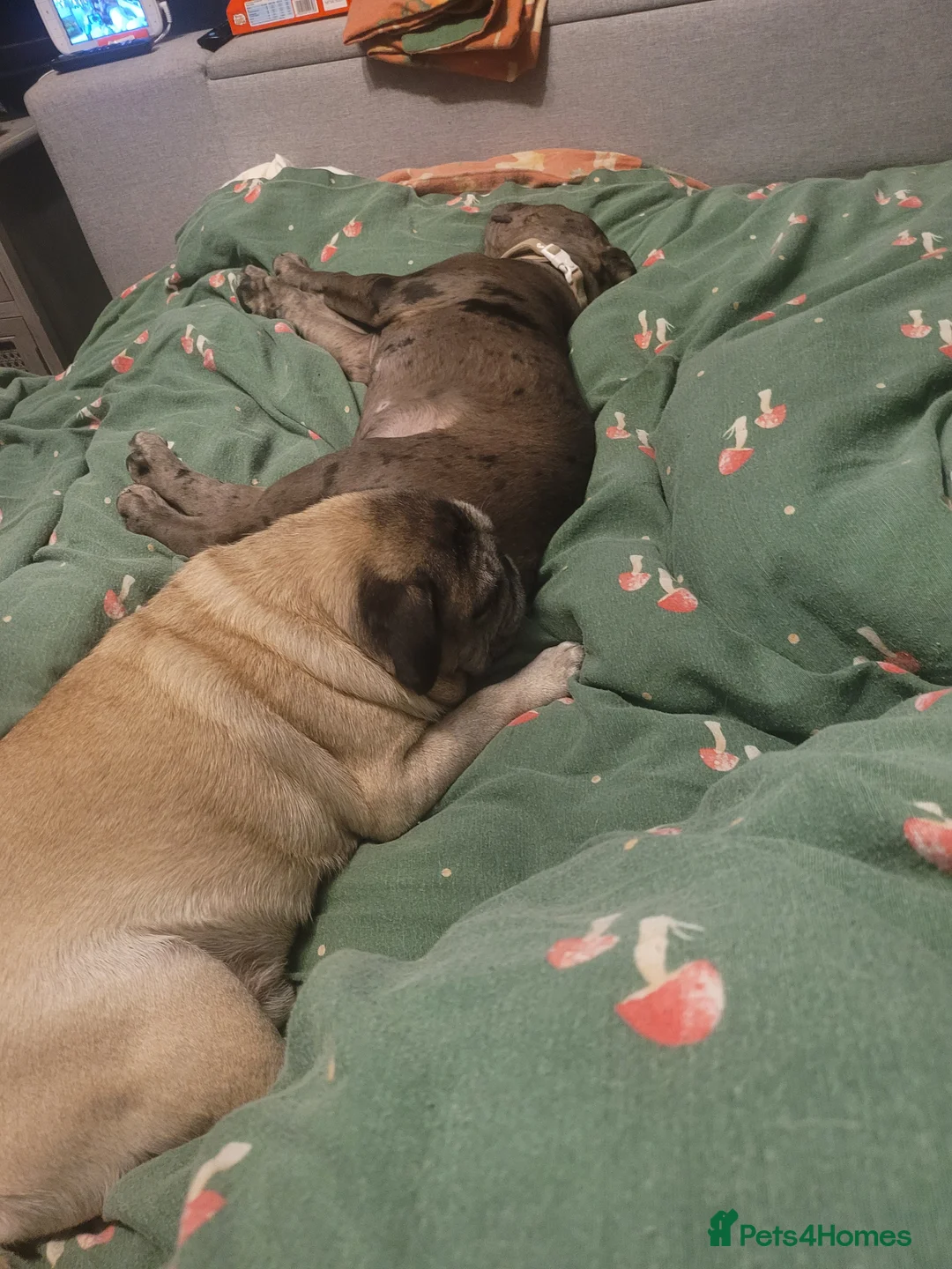 Mastiff dogs for sale: Gorgeous mastiff female puppy - Advert 2