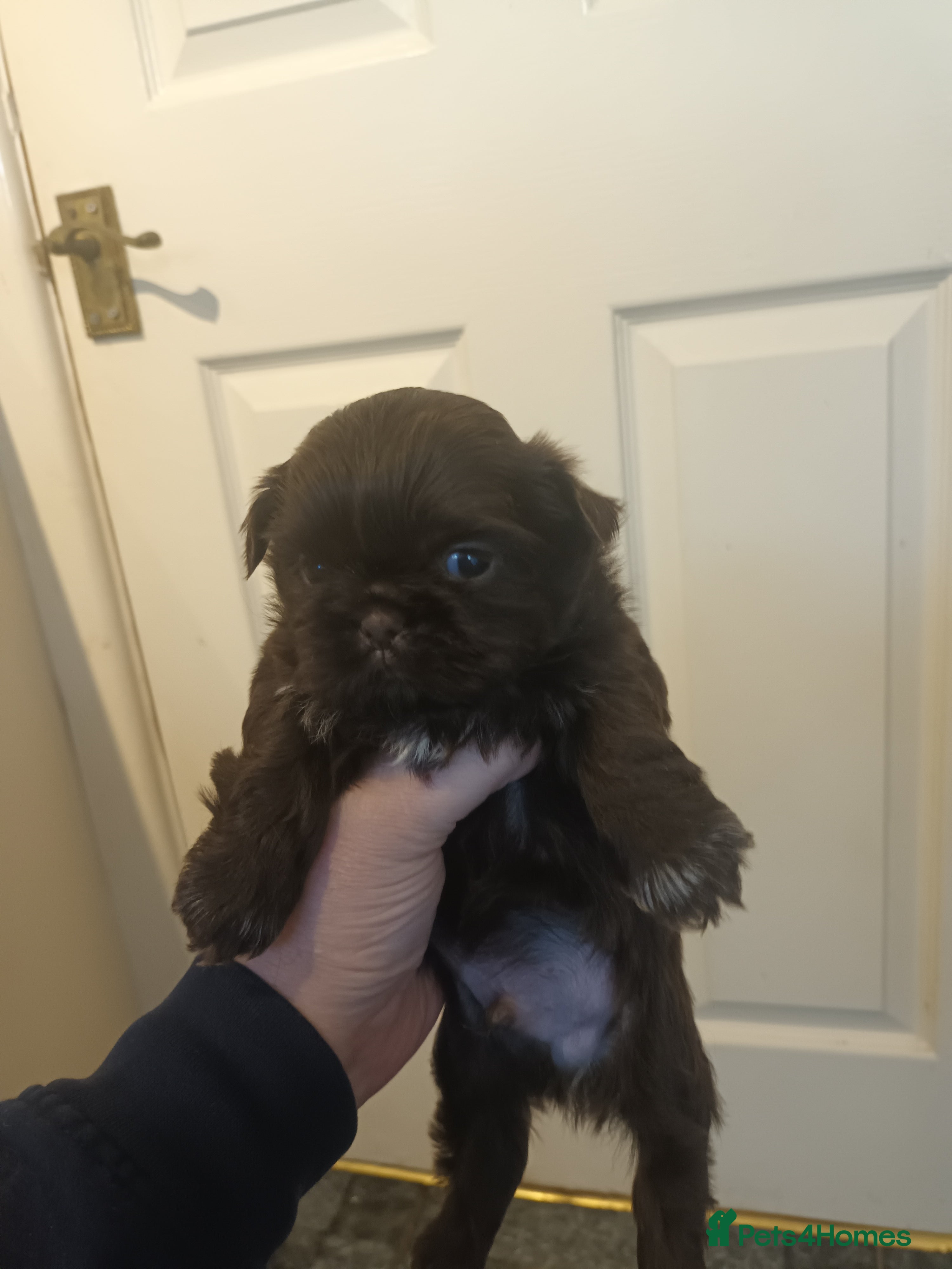 Shih Tzu dogs 2 imperial shih tzu pups  - Advert 7