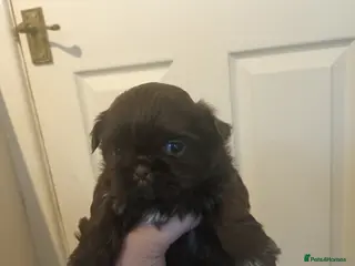 Shih Tzu dogs 2 imperial shih tzu pups - Advert 7