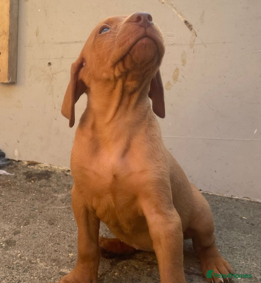 Hungarian Vizsla dogs for sale: Stunning litter of puppies  - Image 6