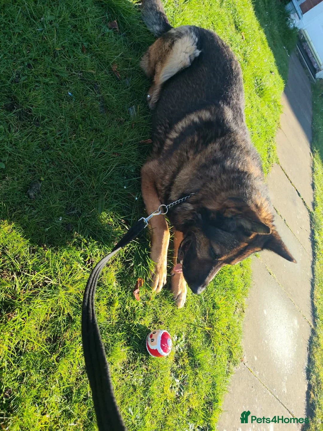 German Shepherd dogs for sale: German shepherd (ex security dog)  male - Advert 2