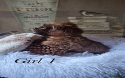 Shorkie dogs for sale: 9 stunning shorkie puppies - Image 3