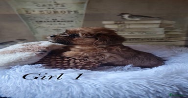 Shorkie dogs - Advert 15