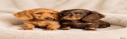 Dachshund dogs for sale: Gorgeous long haired miniature dachshund puppies  - Advert 6