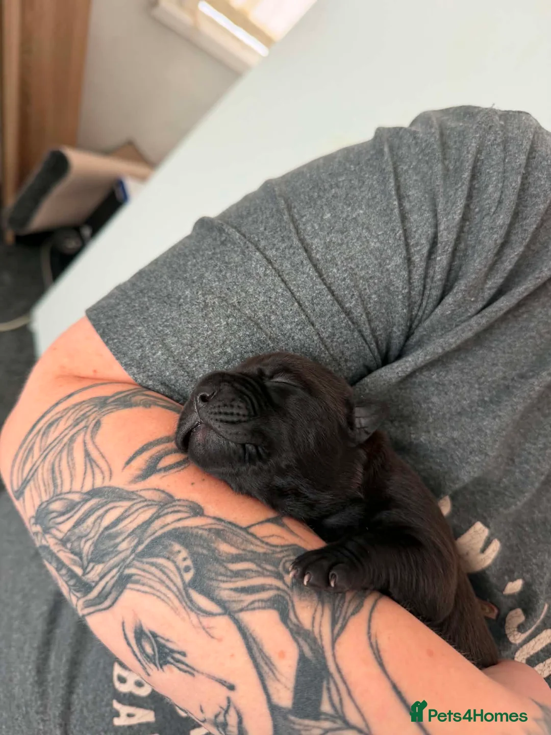 Staffordshire Bull Terrier dogs for sale: Puppy in Leeds - Advert 7