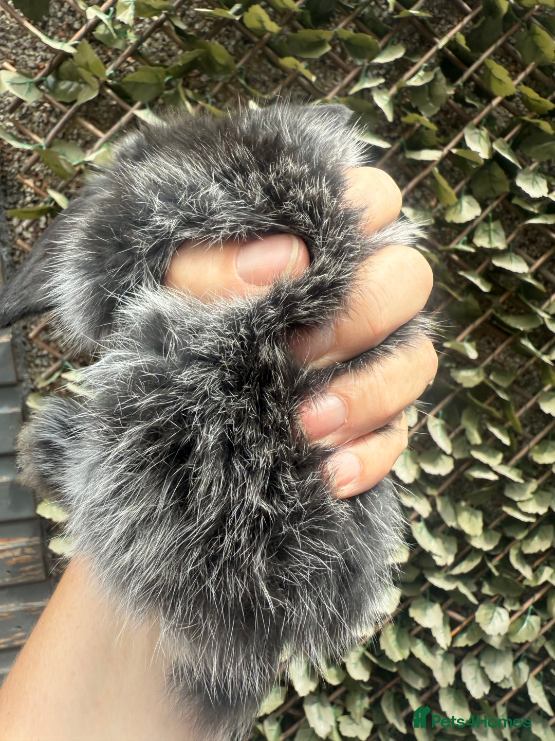 Mini Lop rabbits for sale: Stunning pure bred mini lop babies  - Image 10
