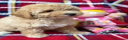 Poochon dogs for sale: Beautiful Teddy Bear Poochon Puppies  - Advert 18