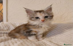 Maine Coon cats for sale: Stunning XL Maine Coon Kittens. Tica Reg. Tortie. - Image 2