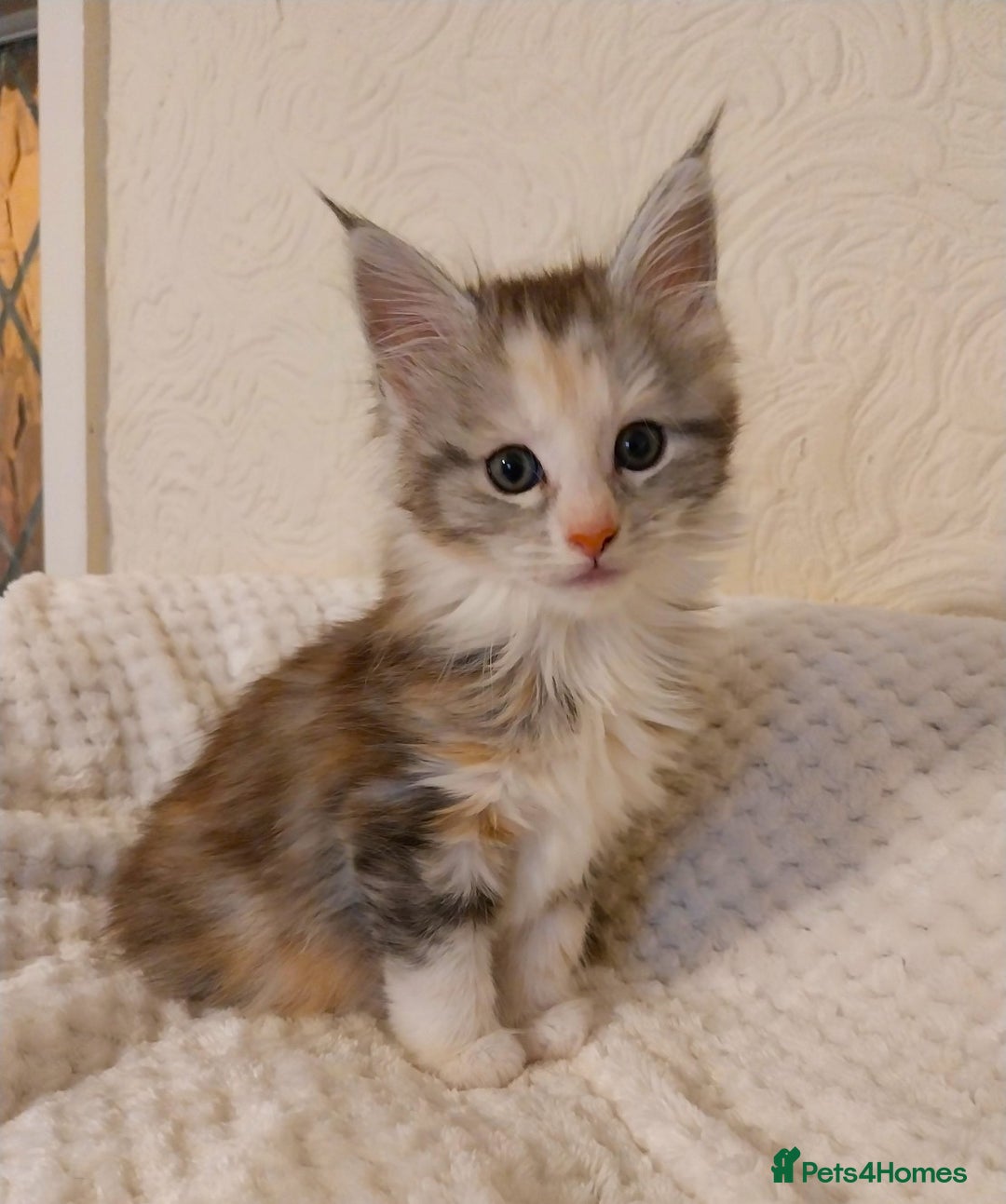 Maine Coon cats for sale: Stunning XL Maine Coon Kittens. Tica Reg. Tortie. - Image 2
