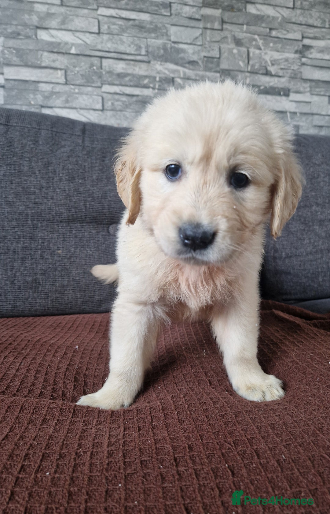 Golden Retriever dogs for sale: Kc Golden retriver,  READY 20. DEC. - Advert 6