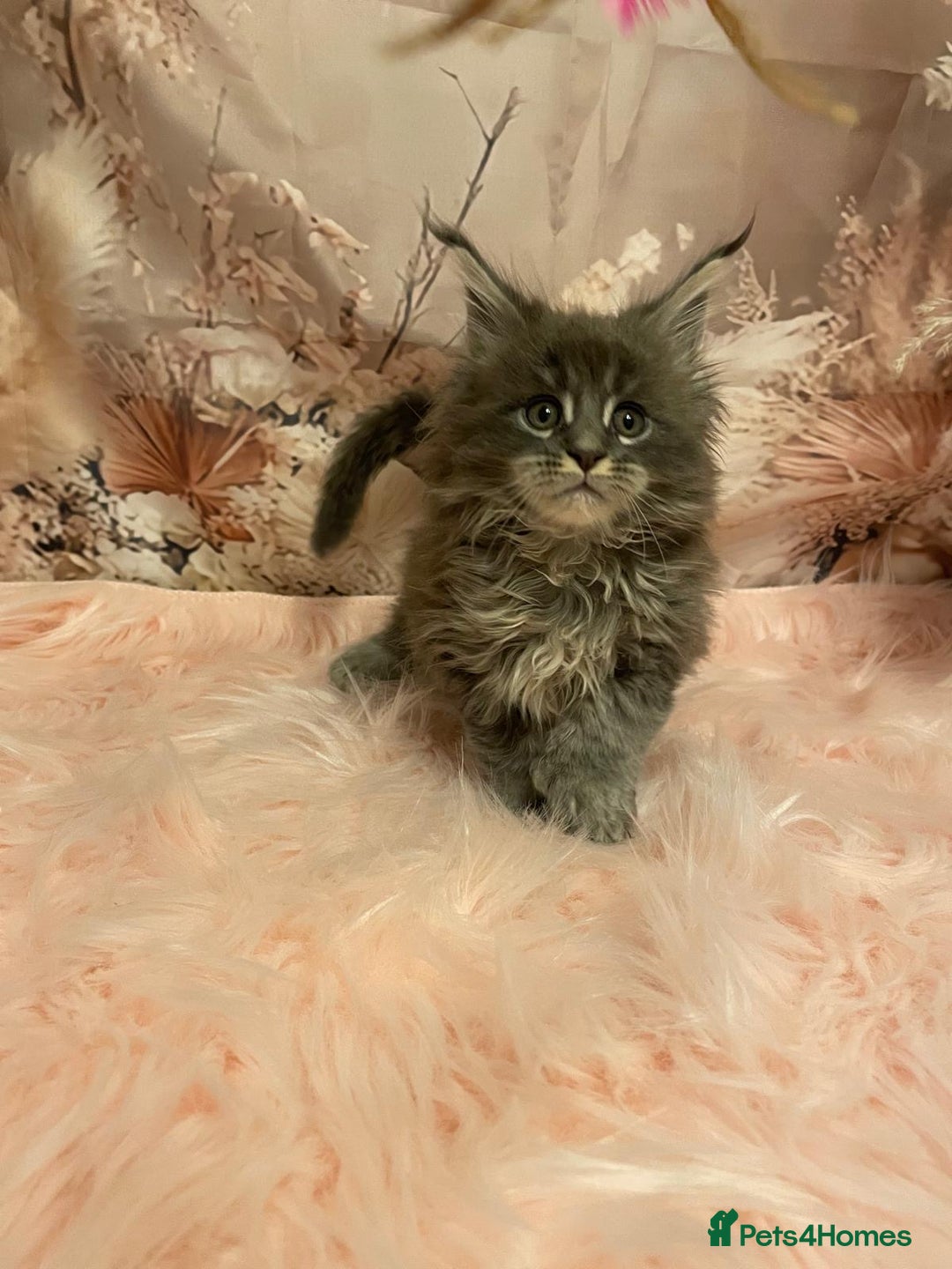 Maine Coon cats for sale: Maine Coon polydactyl (left two girls) - Advert 2