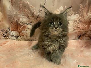 Maine Coon cats Maine Coon polydactyl - Advert 2