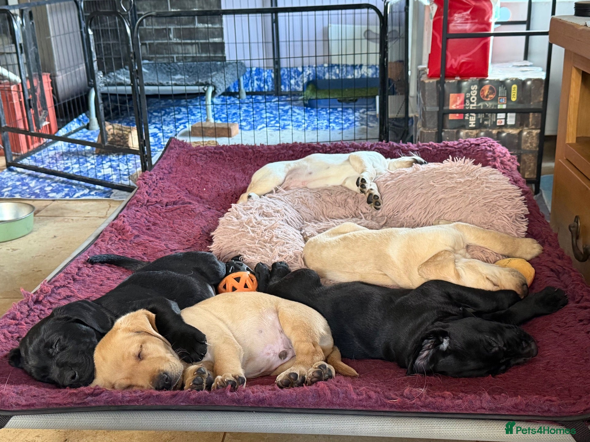 Labrador Retriever dogs for sale: 🐾 Outstanding KC Labrador pups Top Health Tested - Advert 2