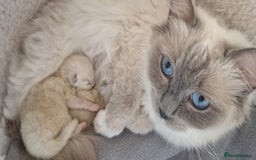 Ragdoll cats for sale: 2 gorgeous Ragdoll kittens  - Image 6