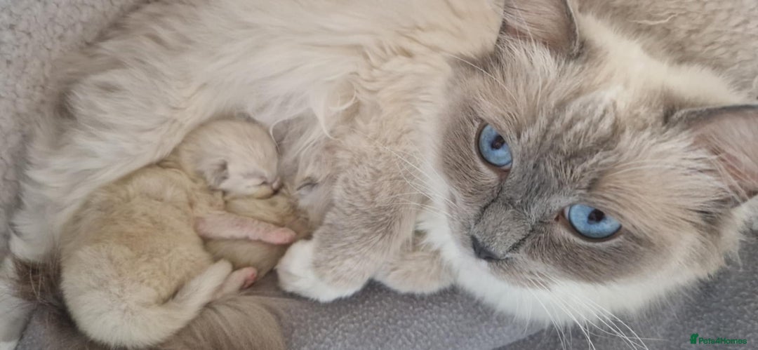 Ragdoll cats for sale: 2 gorgeous Ragdoll kittens  - Image 6