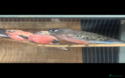 Mixed Breed birds for sale: Quakers, bourkes and budgies for sale  - Image 3