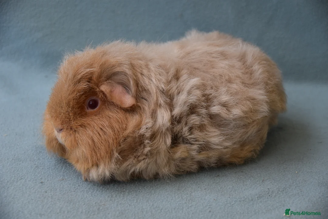 Guinea Pig rodents for sale: Longhared guinea pigs sows (2-3.5 years old) - Advert 11