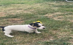 Jack Russell dogs for sale: Jack russell puppies - Image 17