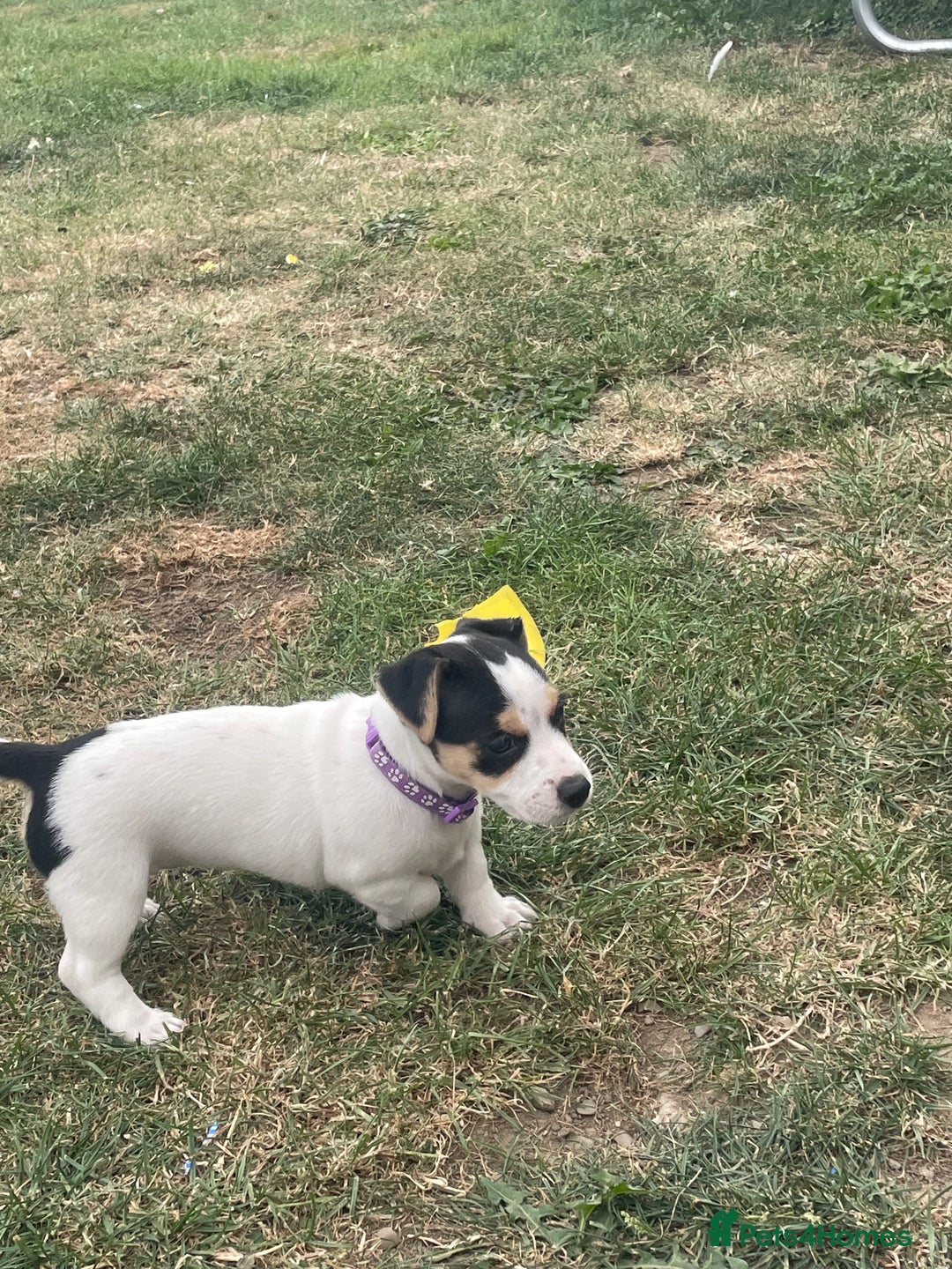 Jack Russell dogs for sale: Jack russell puppies - Image 17