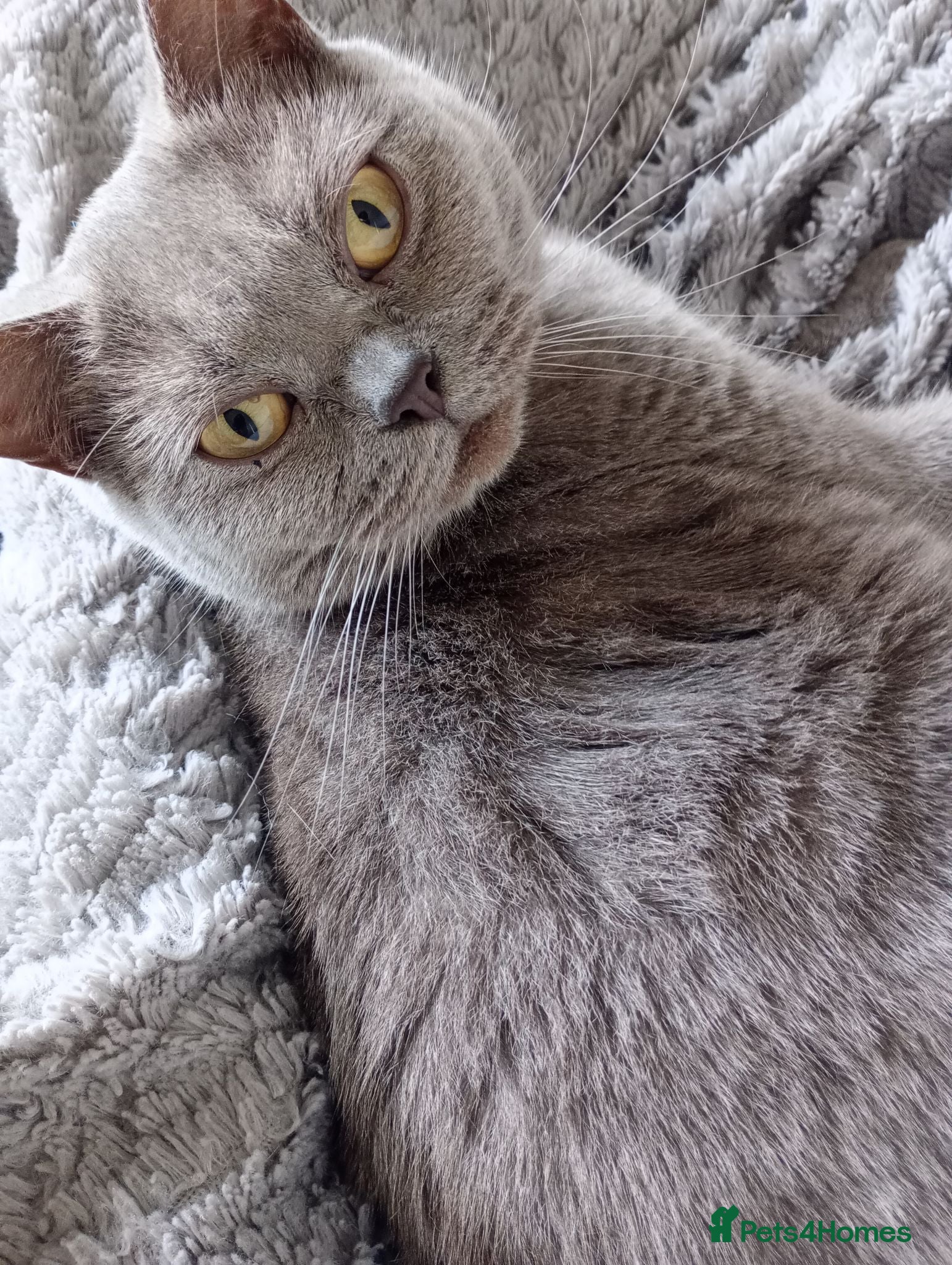 Mixed Breed cats British shorthair boy for sale - Advert 18