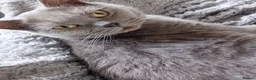 Mixed Breed cats for sale: British shorthair boy for sale in Boston - Advert 1