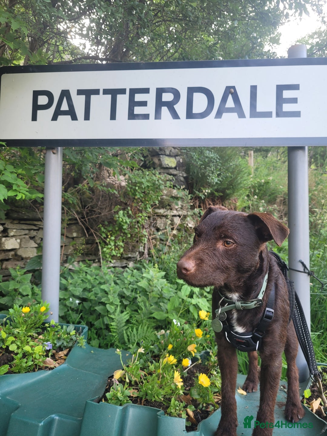 Patterdale Terrier dogs for stud: Patterdale for stud  - Image 6