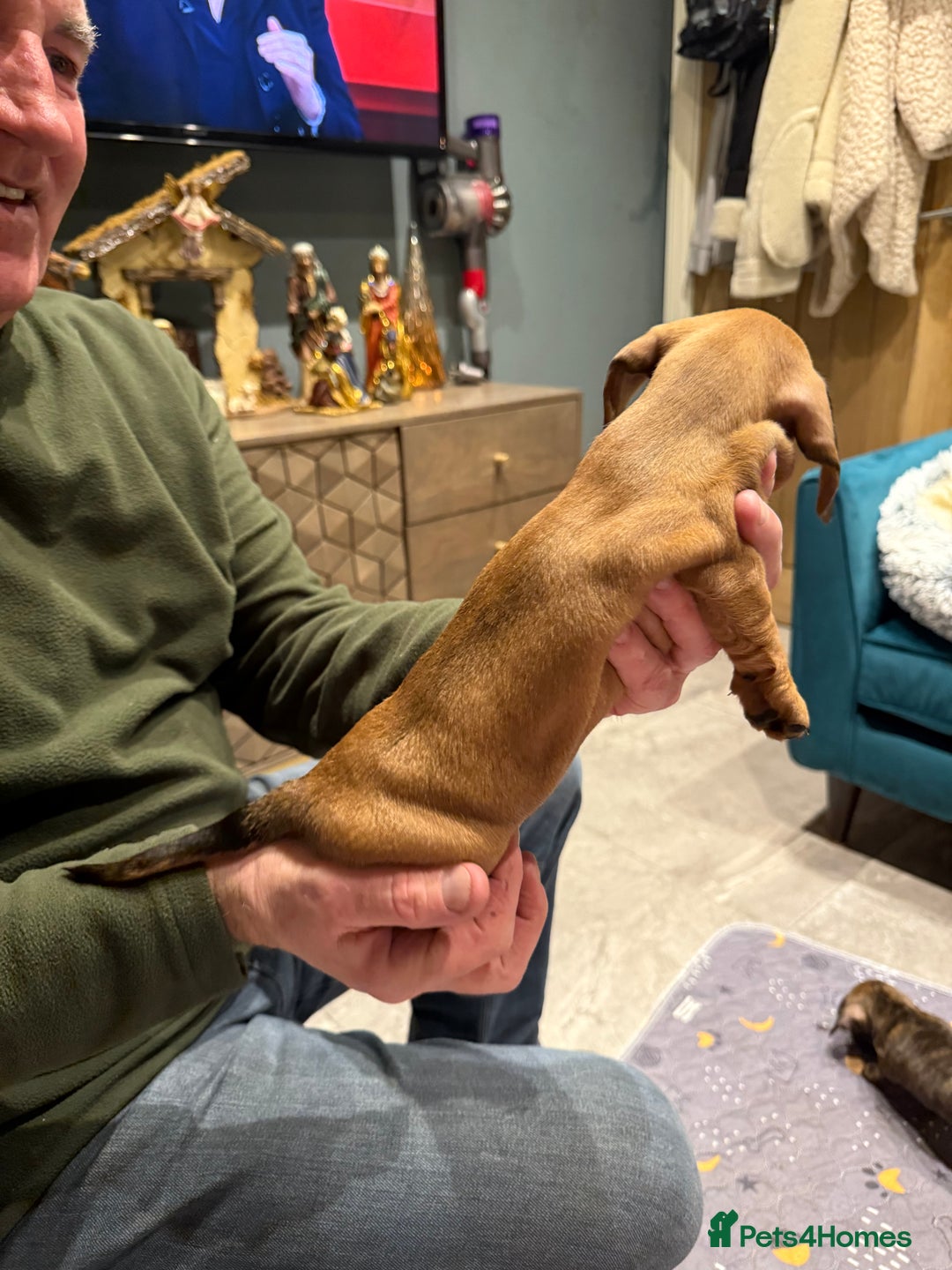 Dachshund dogs for sale: Top quality pups with champion lines  - Advert 2