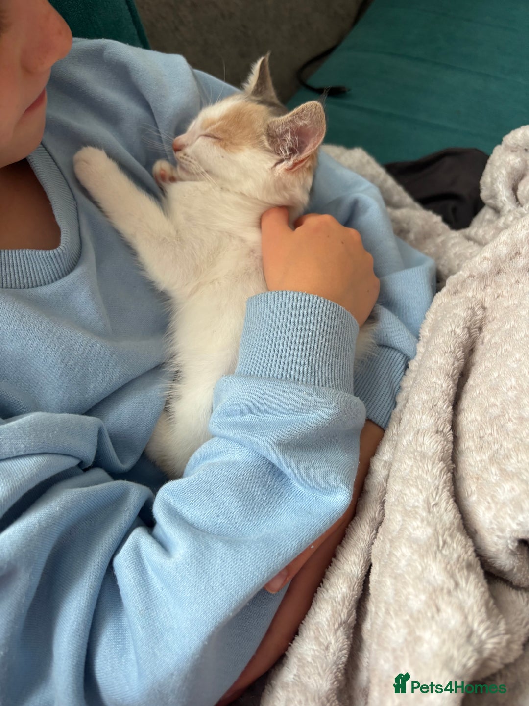 Mixed Breed cats for sale: 5 Adorable Fluffy White Playful Kittens  - Image 26