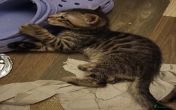Bengal cats for sale: 🏆Families RARE Bengal X F5 Asian Leopard kittens  - Image 15
